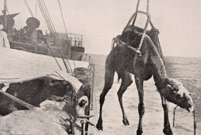 Transferring camel from ship to land in Persian Gulf, 1915, from 